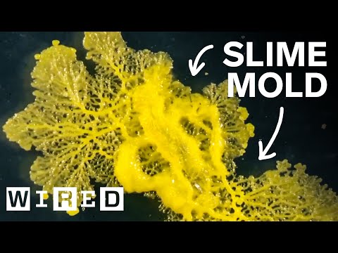 How This Blob Solves Mazes | WIRED