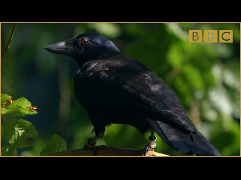 Are crows the ultimate problem solvers? - Inside the Animal Mind: Episode 2 - BBC Two