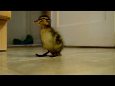 Cute Duckling Follows Man