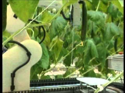 Cucumber harvesting robot