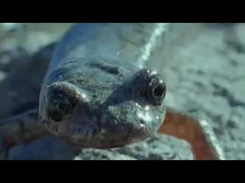 Rolling Salamanders and Caterpillars | Weird Nature | BBC Studios