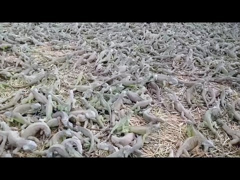Feeding Time At Iguana Farm