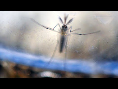 Conversation: Zika&#039;s Potential Impact