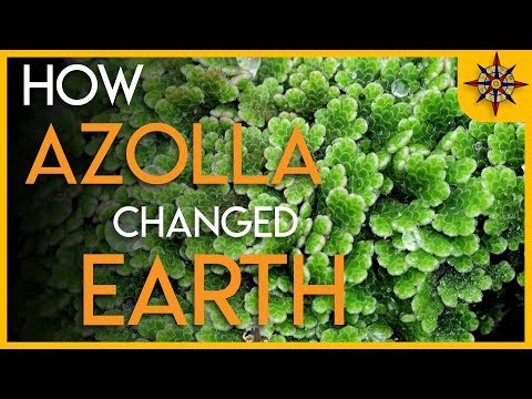 How Azolla Changed the Earth