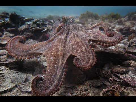 &#039;Octlantis&#039;: Bustling Octopus Community Discovered Off Australia