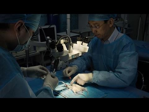 Cutting-Edge Science: Head Transplants on Mice
