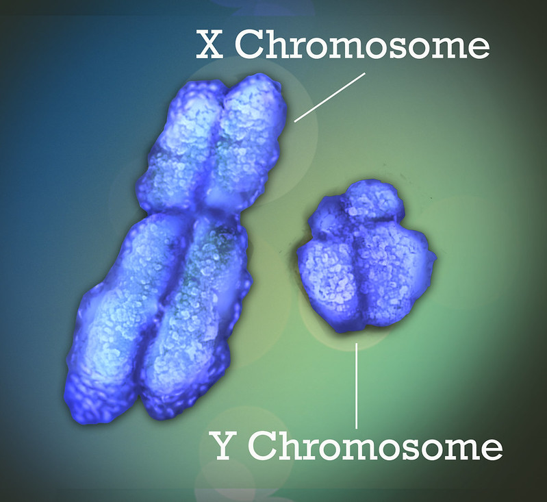 y-chromosoom