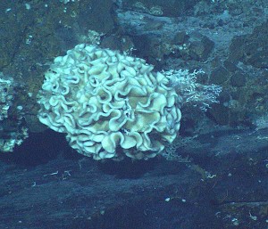 De fascinerende "zeestrandbal" vomt een schelp van twee decimeter en kweekt volgens sommigen bacteriën, waar hij van leeft.
