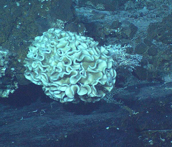 De fascinerende "zeestrandbal" vomt een schelp van twee decimeter en kweekt volgens sommigen bacteriÃ«n, waar hij van leeft.