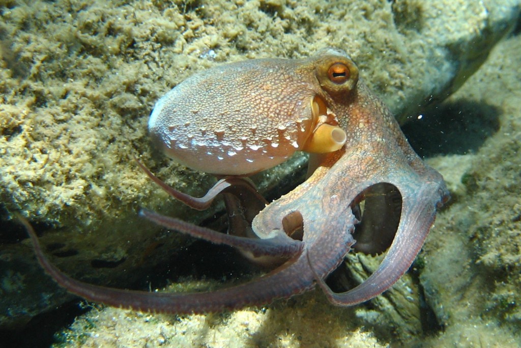 Onze problemen een octopus te begrijpen, geven een goede indruk van wat er nodig is om in de geest van een buitenaards wezen te kijken.
