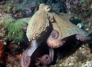 Octopus intelligentie