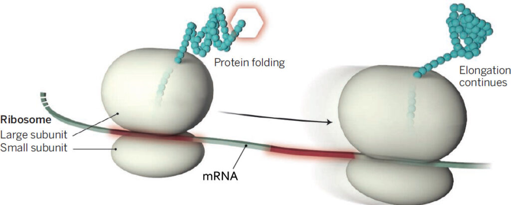 RNA-wereld blijkt een incompleet beeld te geven van de evolutie. Hier een ribosoom in actie: een mRNA molecuyll wordt "vertaald" in een eiwit (een ketting van aminozuren). Bron team TransOpt, Universiteit van Sydney, Australië