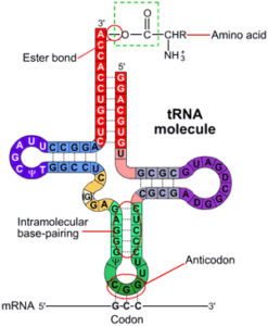T-RNA bevat aan één kant een gekoppeld aminozuur, aan de andere kant de code van drie 'letters' (nucleotiden). Als de 'code' bindt aan de passende plek op de lange keten messenger-RNA, wordt het gekoppelde aminozuur door het ribosoom aan de groeiende eiwitketen geplakt. Bron Wikipedia Commons