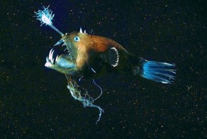 De lantaarnhengelvis lokt haar prooi met een lichtgevende 'hengel'. Een mannetje lift mee, gedegenereerd tot balzak. Vergeleken met dit waren de biologen nog vrij braaf.  Bron: animal.memozee.com
