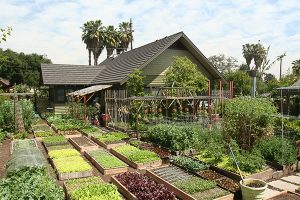 Urban Homestead in Los Angeles slaagt er in op slechts 500 vierkante meter, de oppervlakte van een grote tuin, 3500 kg voedsel per jaar te produceren. Wel is de hoeveelheid zonneschijn in Zuid-Californië twee keer zo hoog als hier in Nederland. Bron: urbanhomestead.org