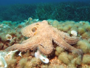 Octopussen vormen een van de raadselachtigste diergroepen. Zijn ze buitenaards?