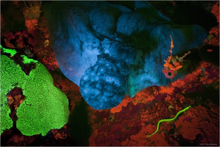 Biofluorescente organismen. Bron: D. Gruber et al., Wikimedia commons