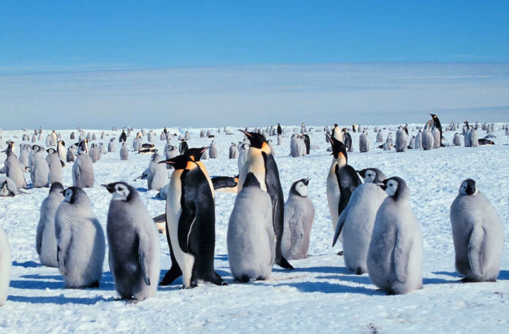 Deze Antarctische pinguïns zijn statenloos. Statenloosheid is de droom voor menig voluntarist. corp2417, NOAA Corps Collection Photographer: Giuseppe Zibordi Credit: Michael Van Woert, NOAA NESDIS, ORA Public Domain