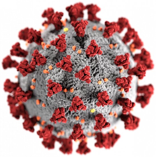 Het ondertussen welbekende SARS-CoV-2 virus. Wanneer wordt het antilichaam tegen het covid-19 virus massaal geproduceerd? Bron: CDC, USA