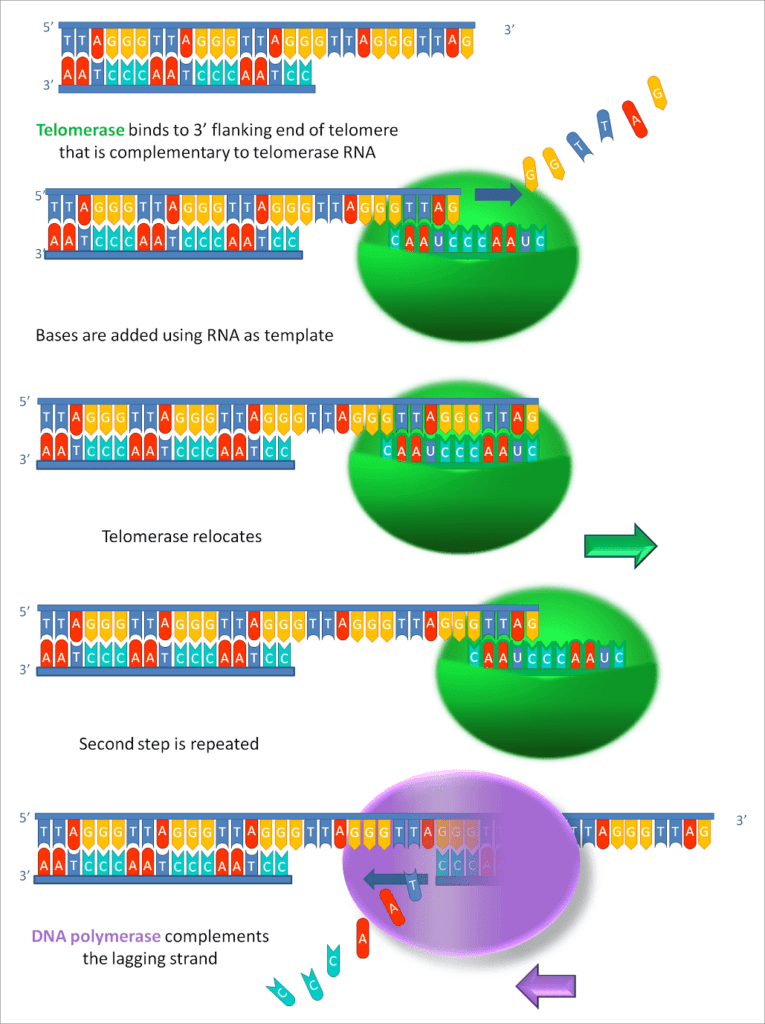 Zo werkt telomerase. Bron: Wikimedia Commons/Telomerase